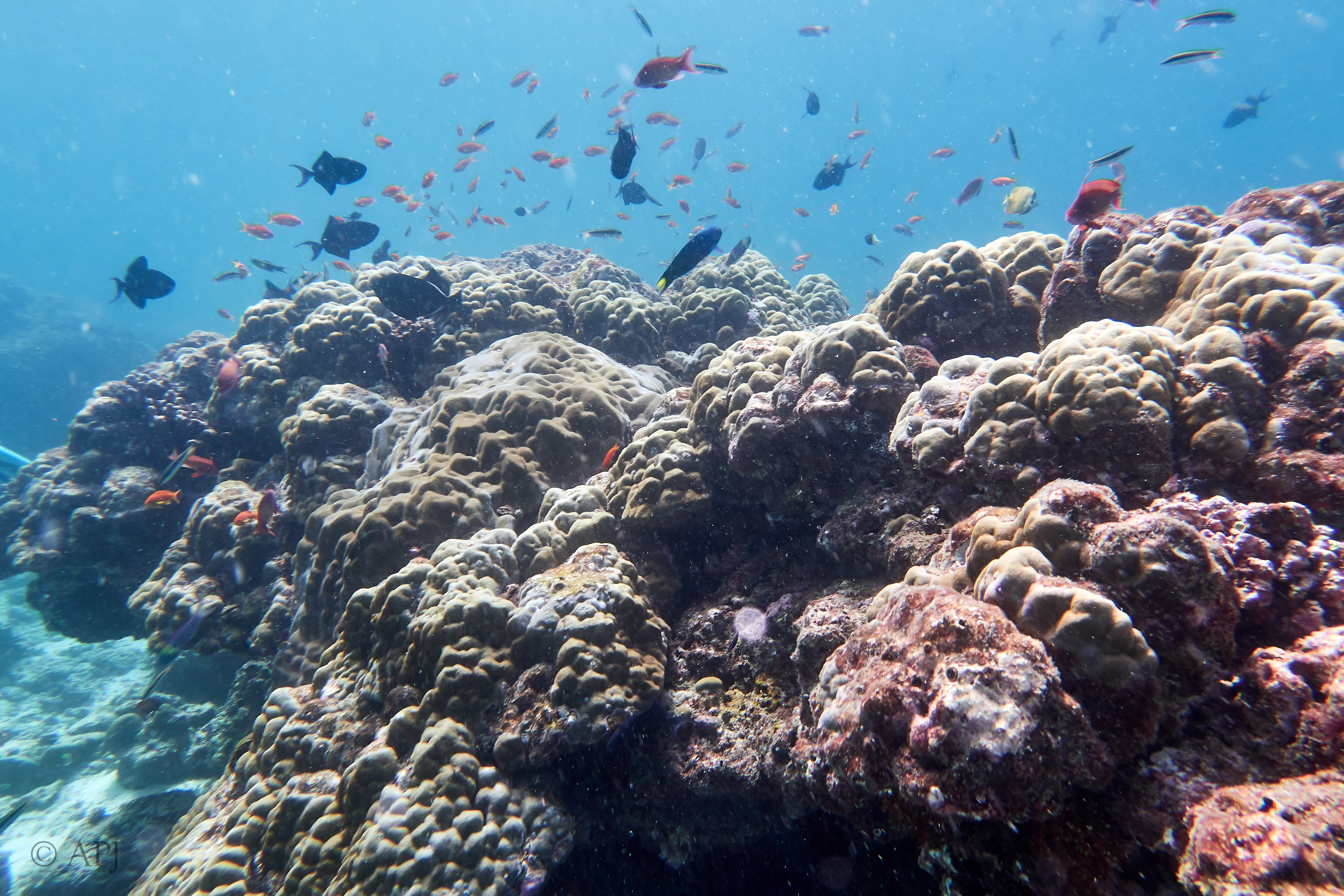 000835 15 08 17  Canon PowerShot G7 X Mark II   Malediven2017